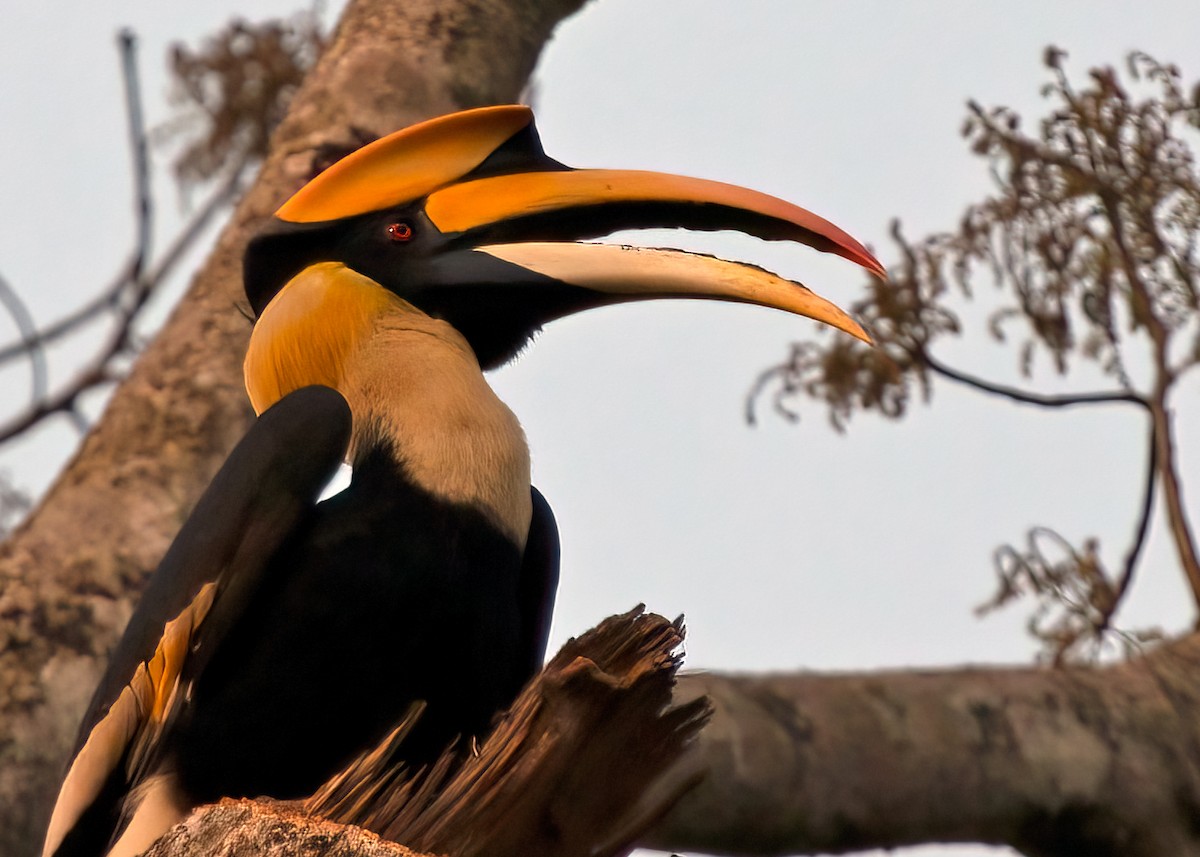 Great Hornbill - ML386739951