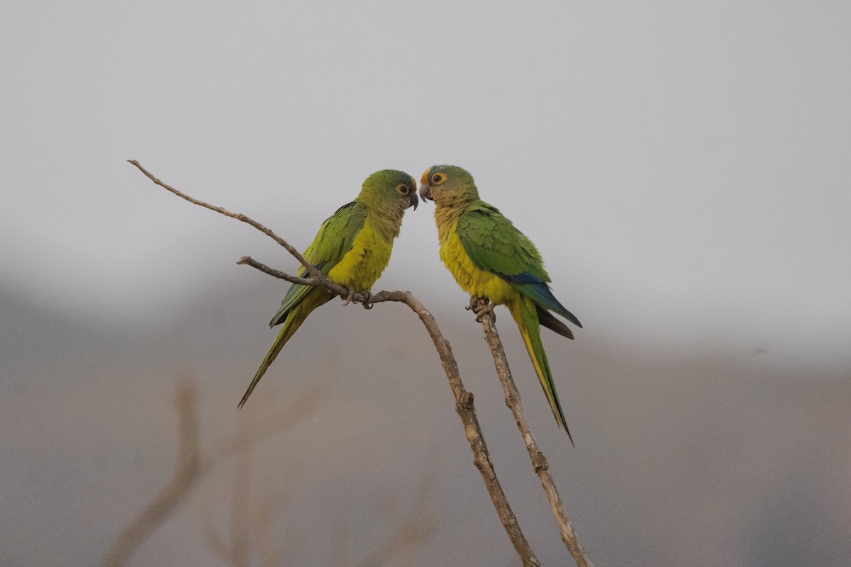 Peach-fronted Parakeet - ML386741261