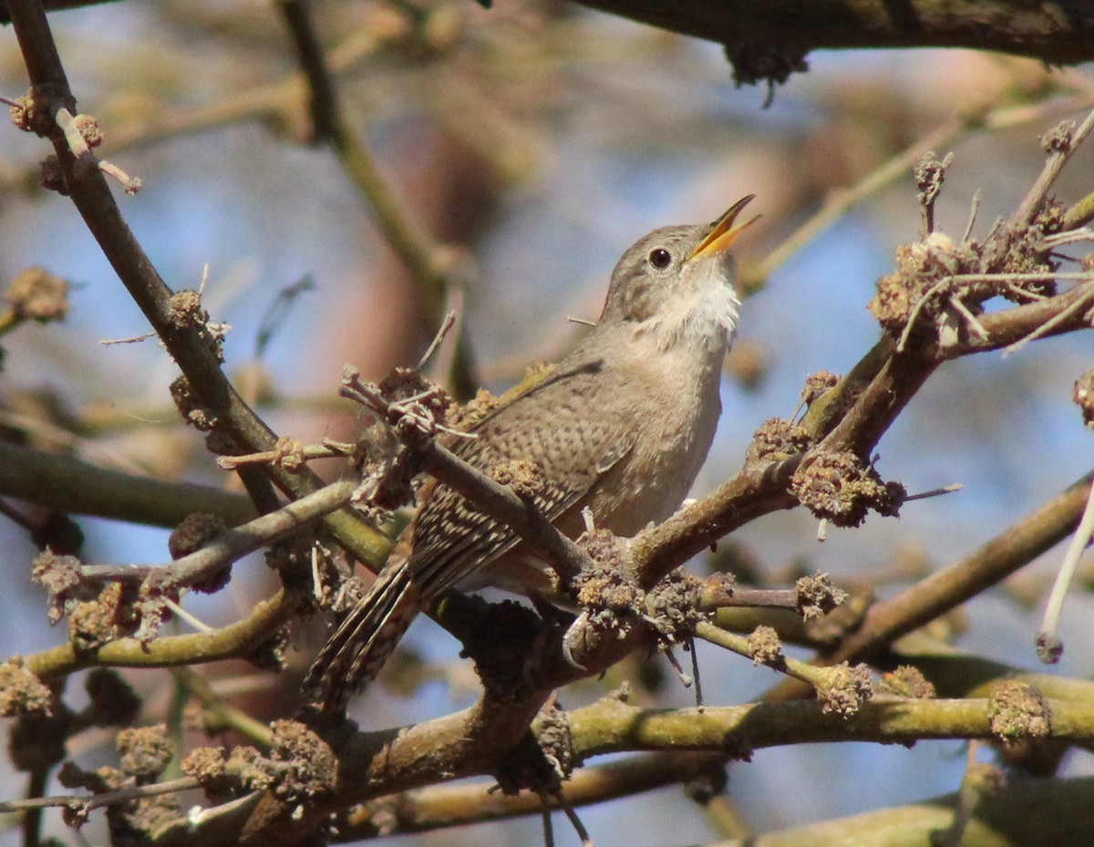 House Wren - ML386742881