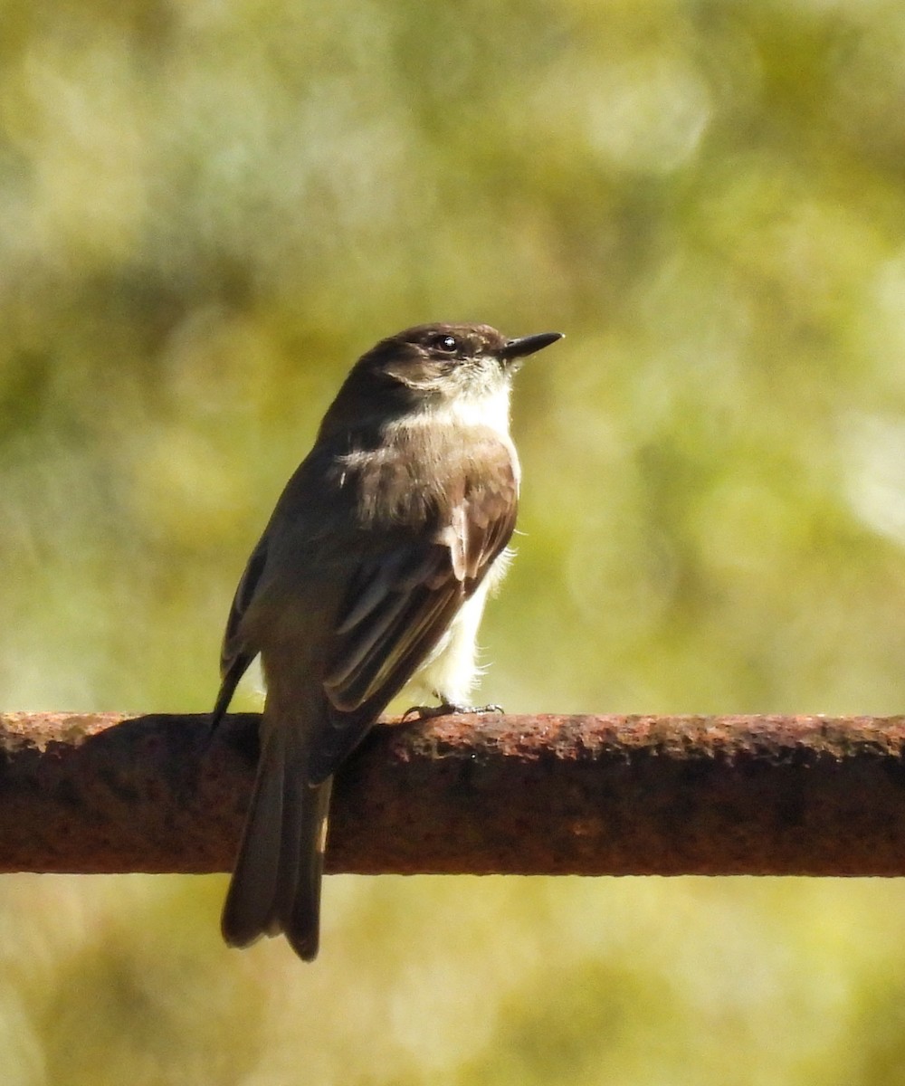 Eastern Phoebe - ML386743091