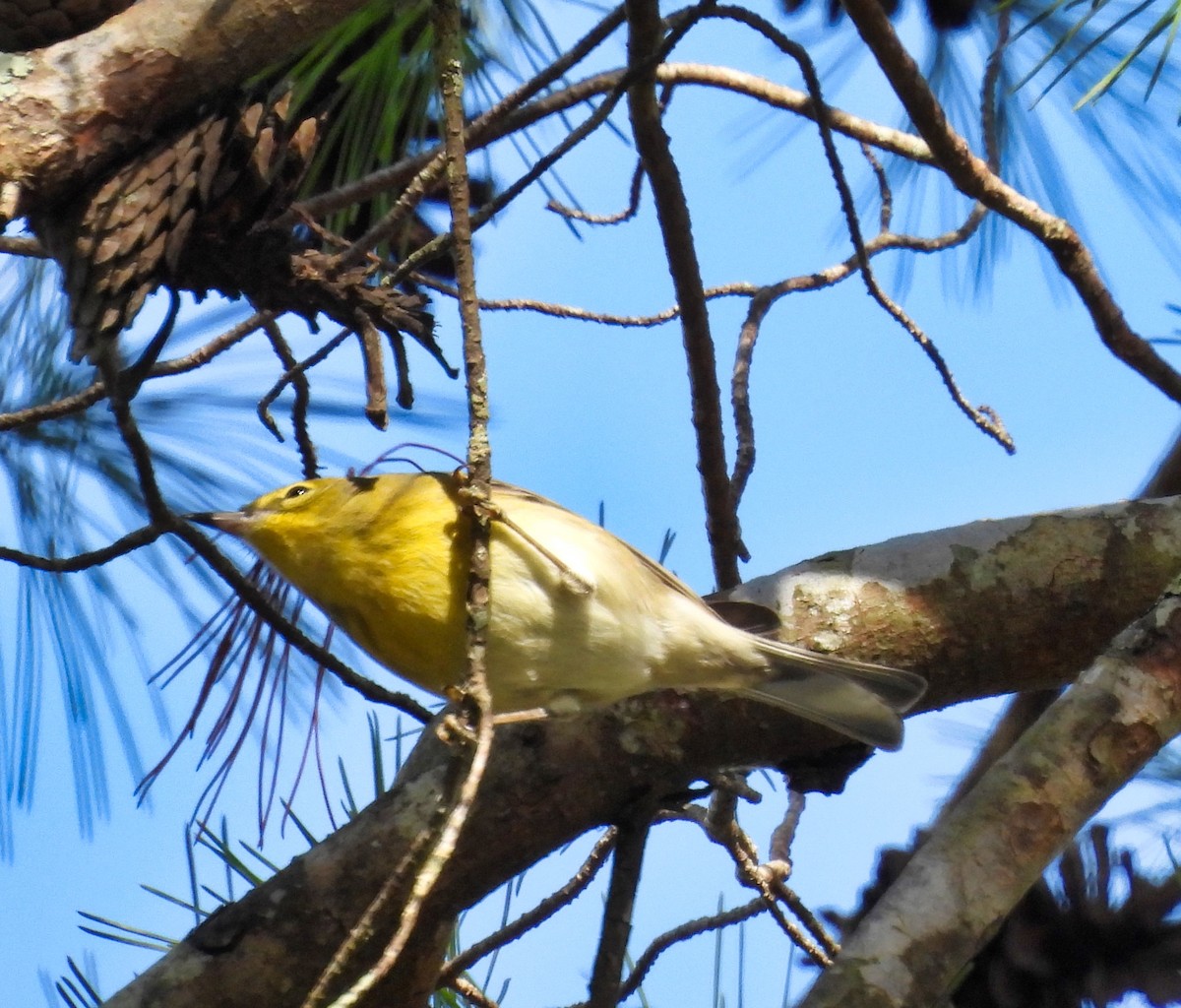 Pine Warbler - June and Gary Daniels