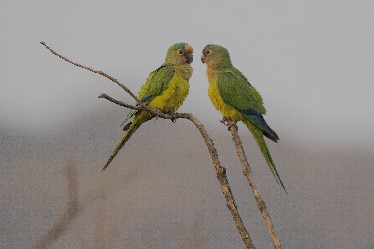 Peach-fronted Parakeet - ML386743391