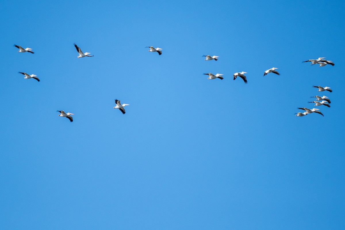 American White Pelican - Dick Murray