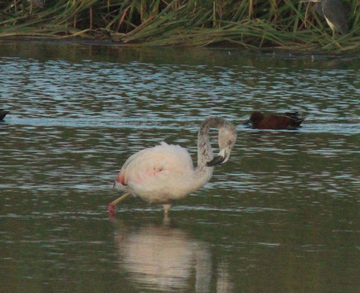 Chilean Flamingo - Reynaldo Valdivia Reyes