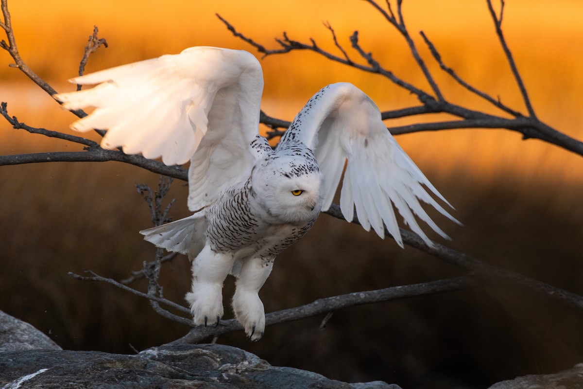 Snowy Owl - ML386745831