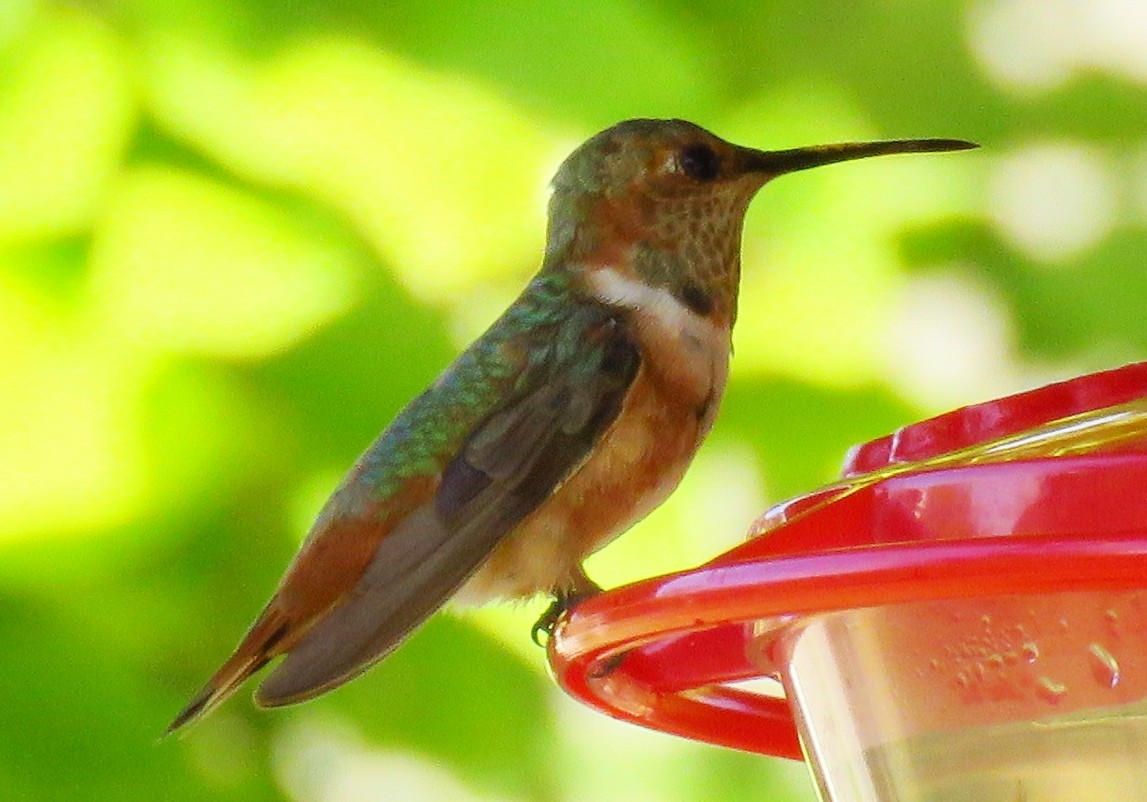 Rufous Hummingbird - Lorie Carnes