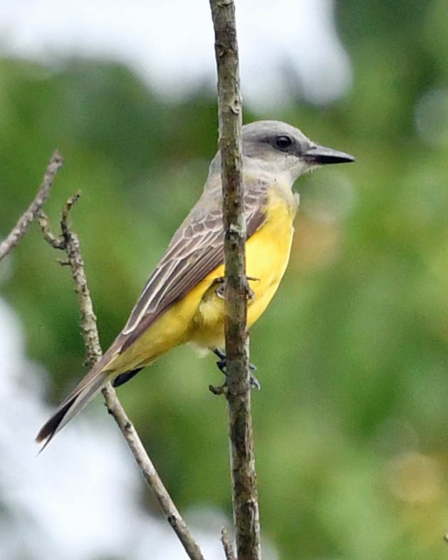 White-throated Kingbird - ML386750381