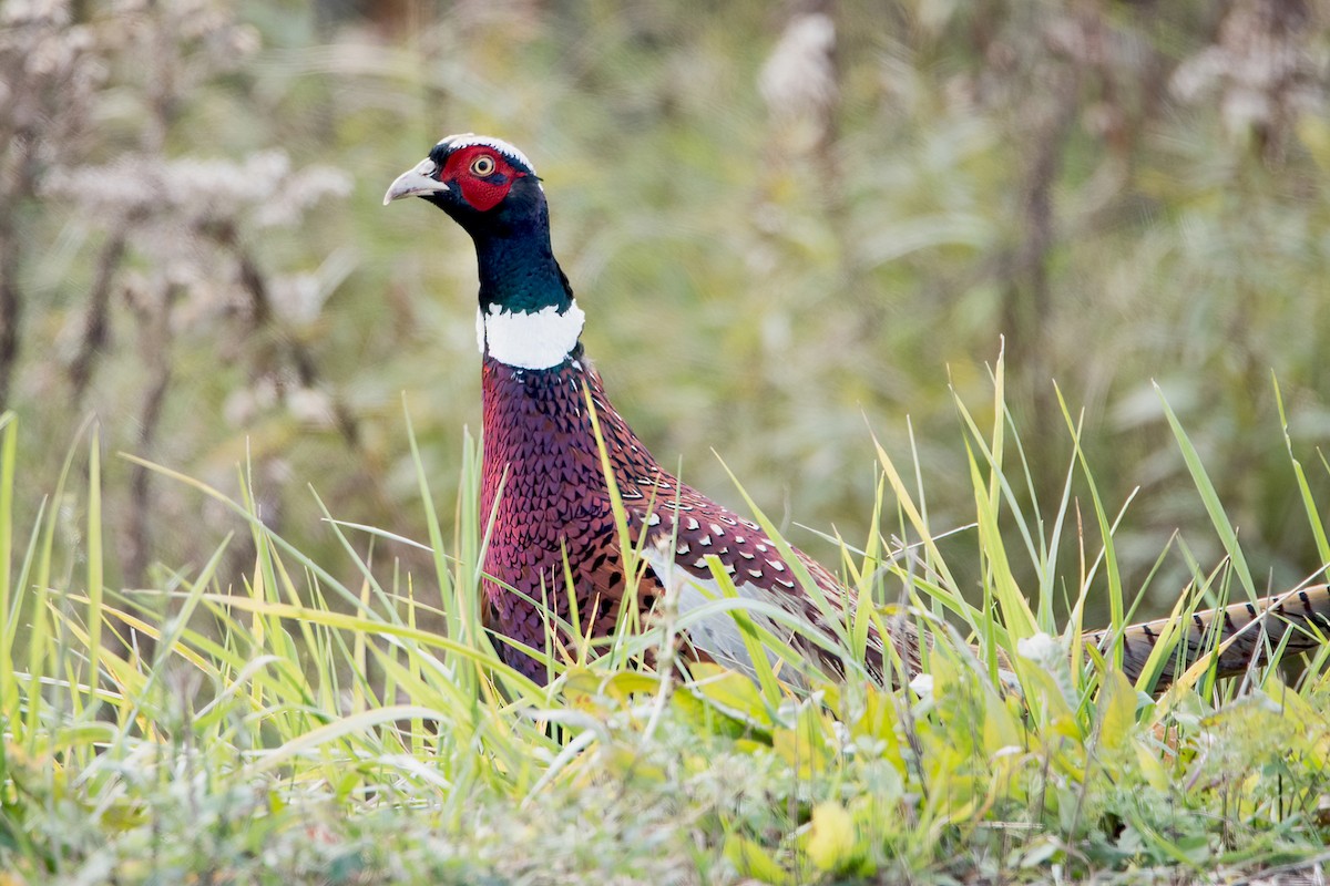 Ring-necked Pheasant - Sue Barth