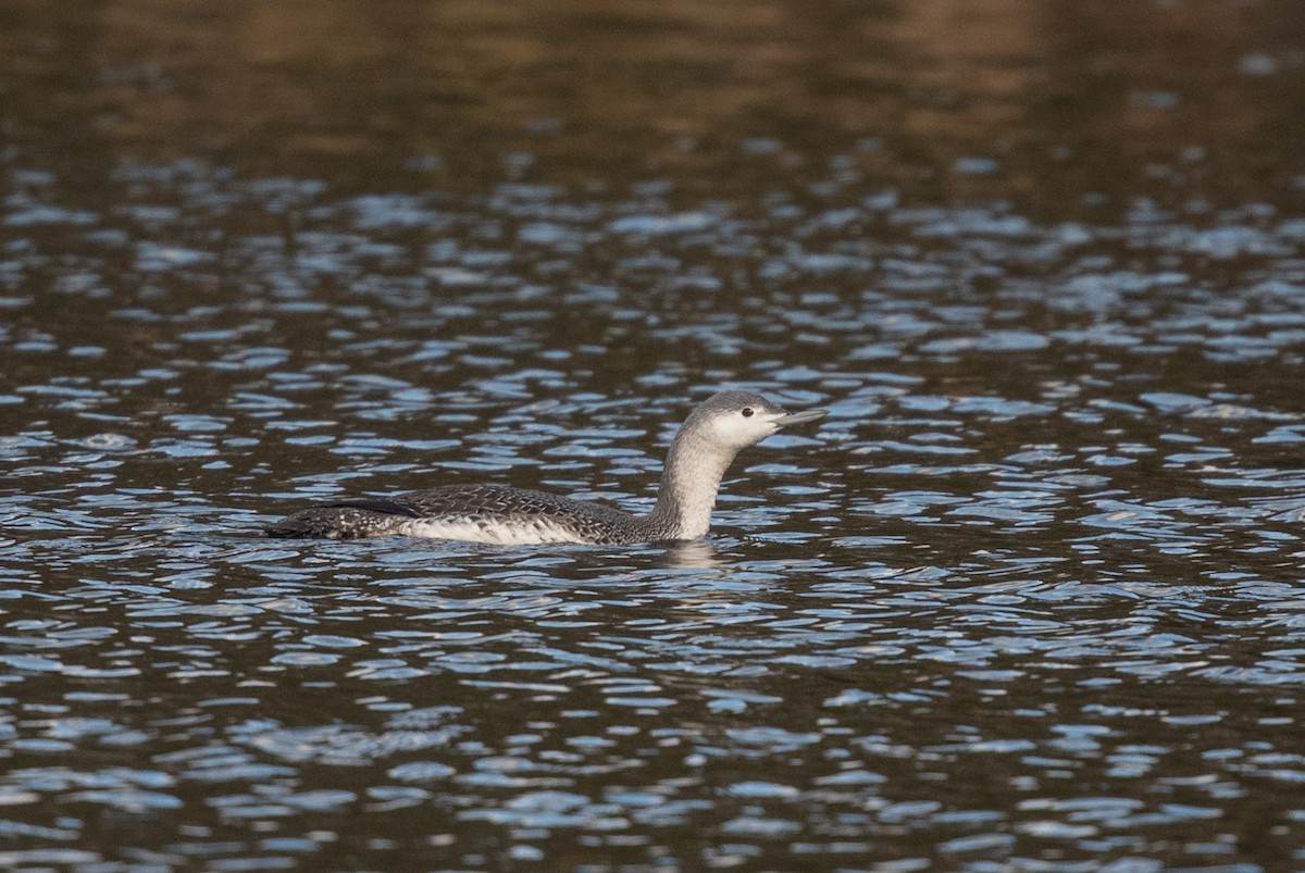 Plongeon catmarin - ML386752821