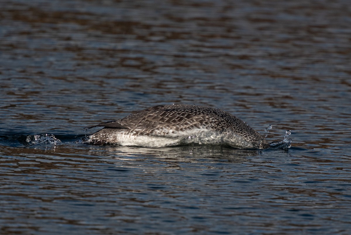 Red-throated Loon - ML386752851