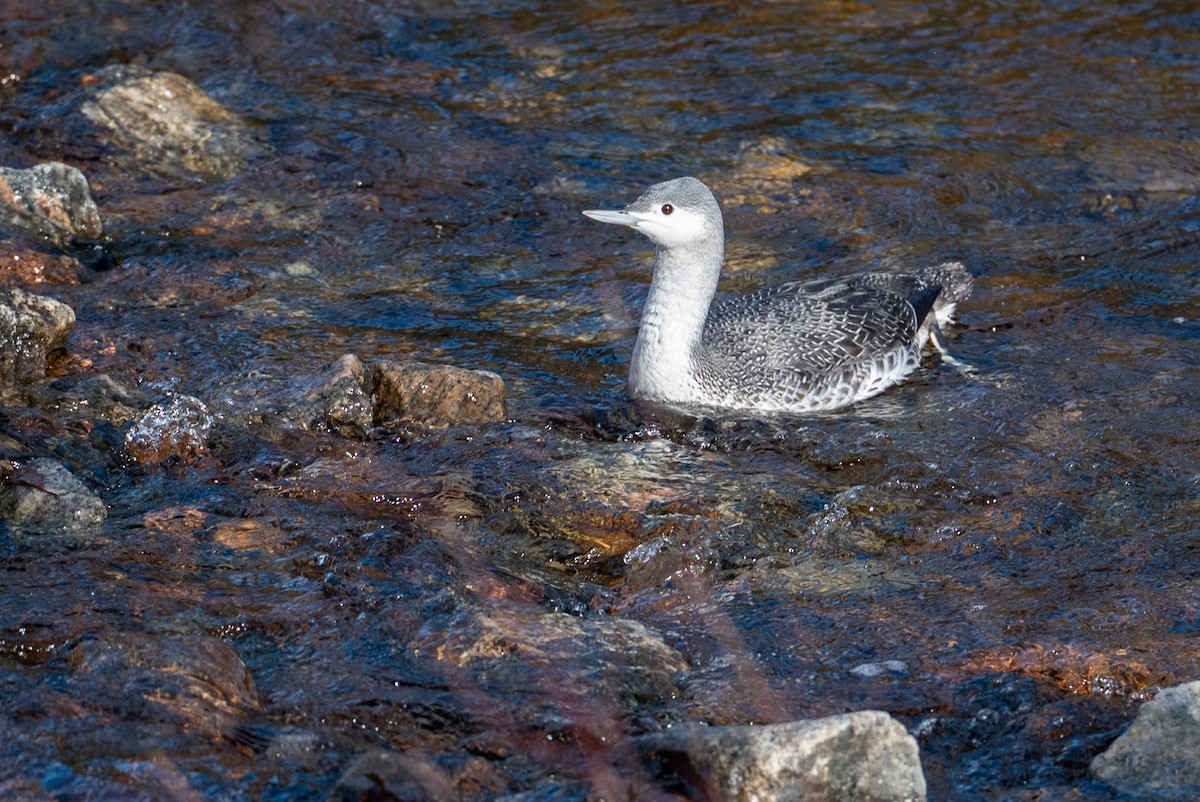 Red-throated Loon - Serg Tremblay