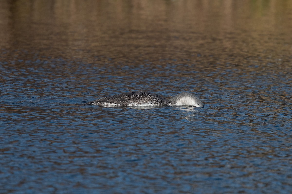 Red-throated Loon - ML386752881