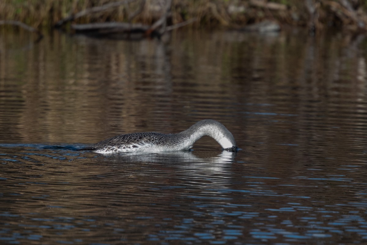 Red-throated Loon - ML386752891