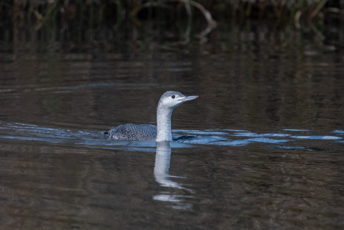 Red-throated Loon - ML386752901