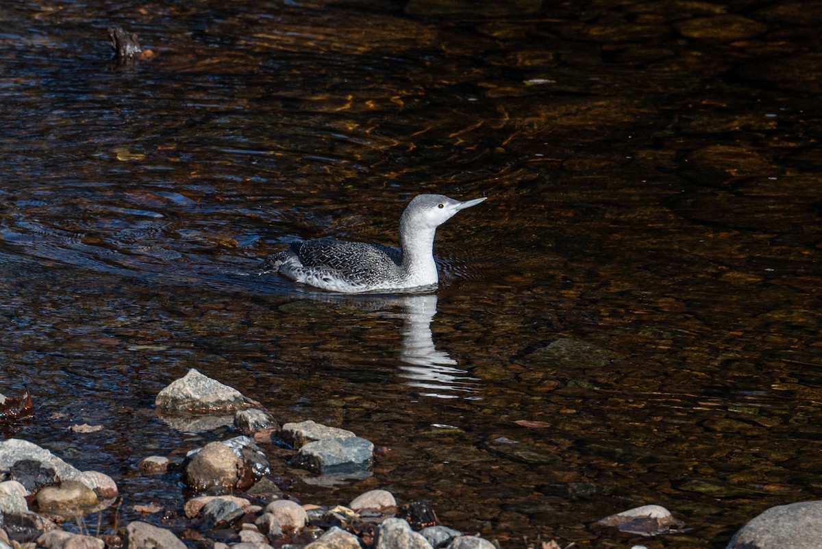 Red-throated Loon - ML386752911