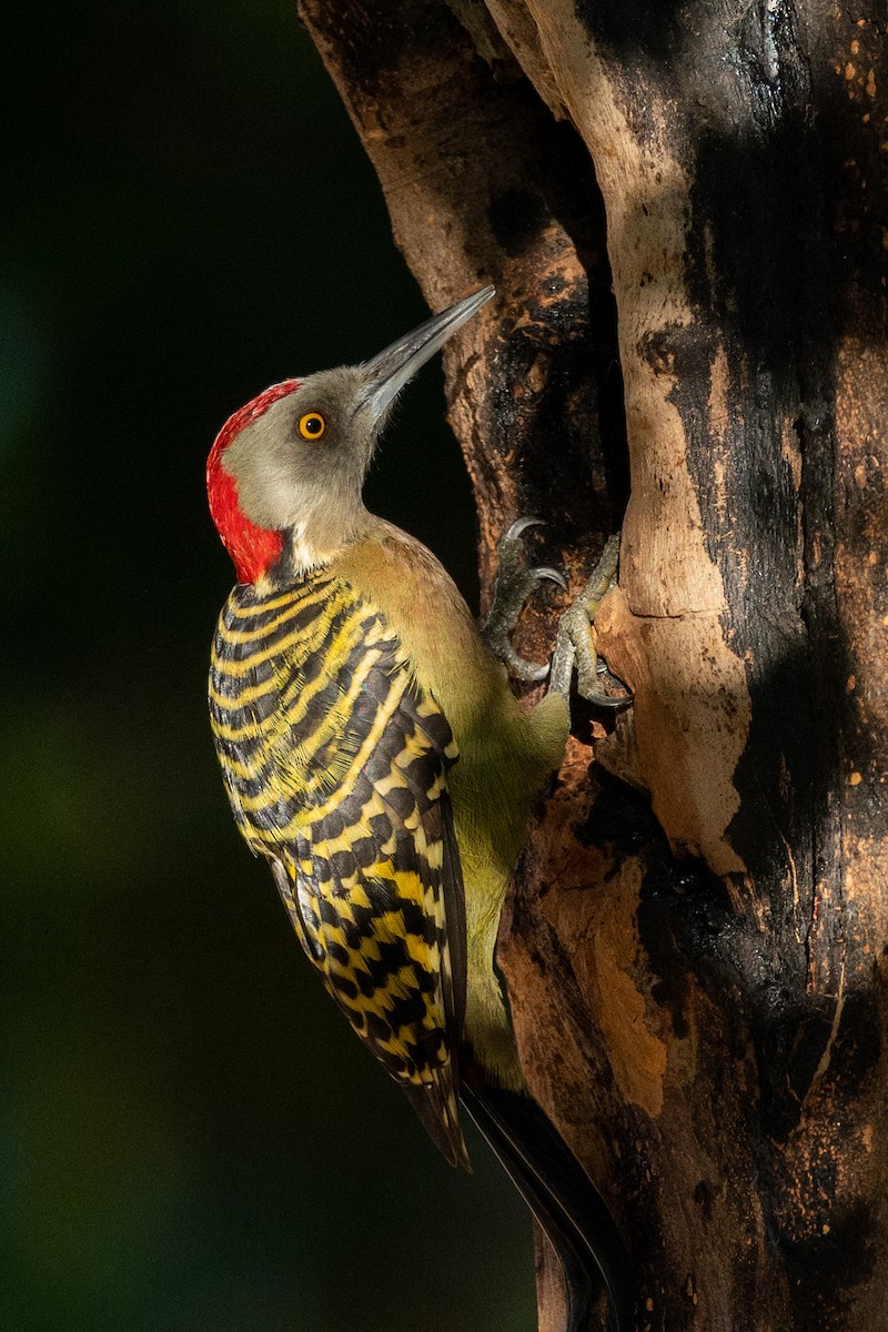 Hispaniolan Woodpecker - Lutz Duerselen