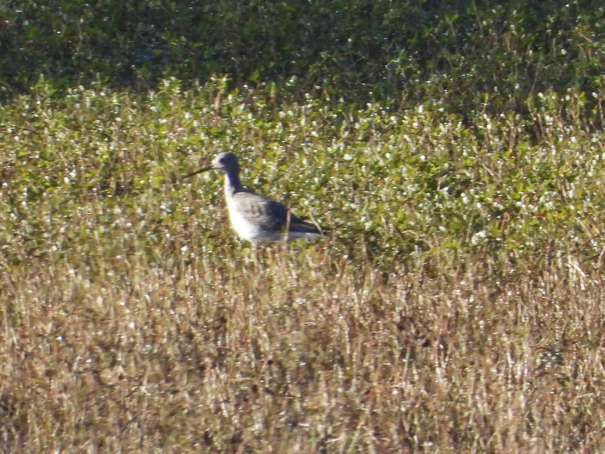 Greater Yellowlegs - ML386754891