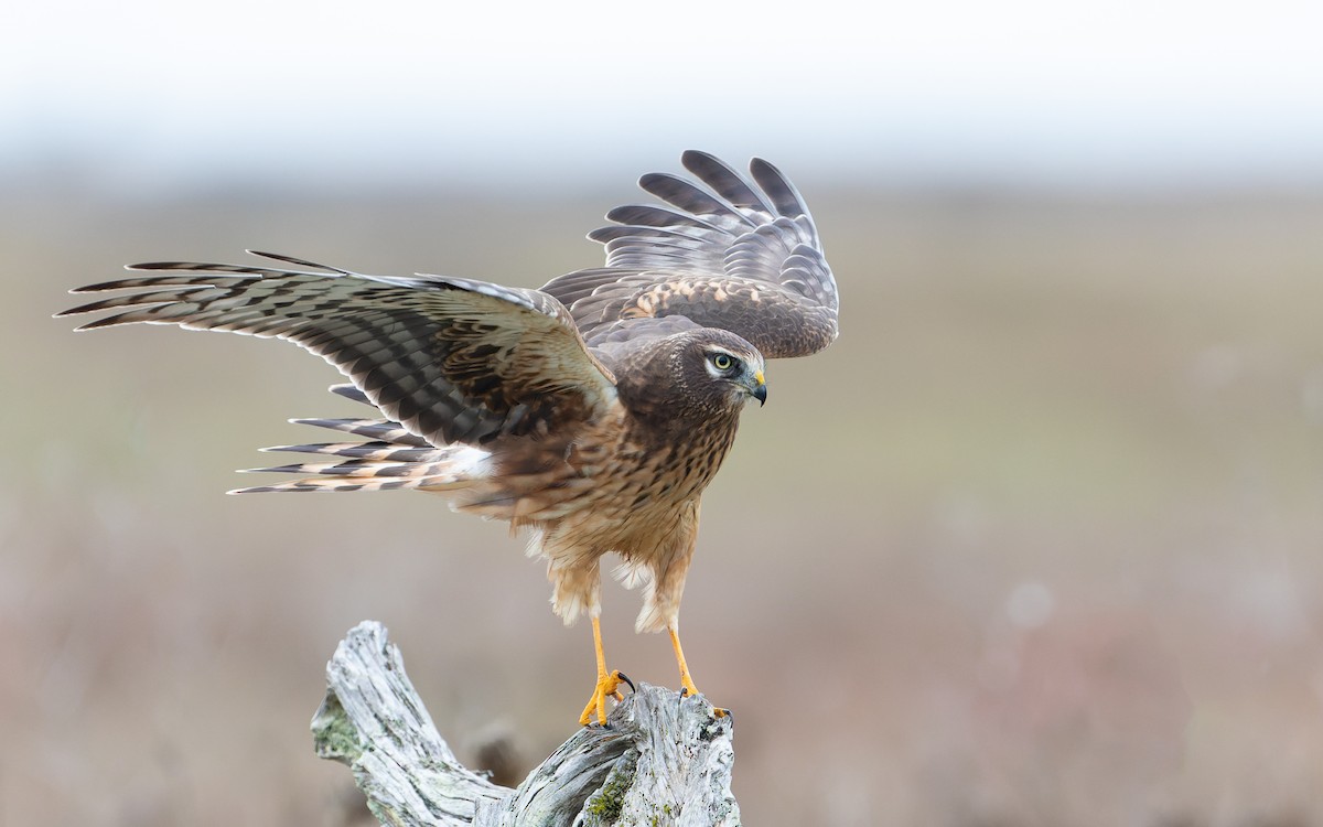 Northern Harrier - ML386756111