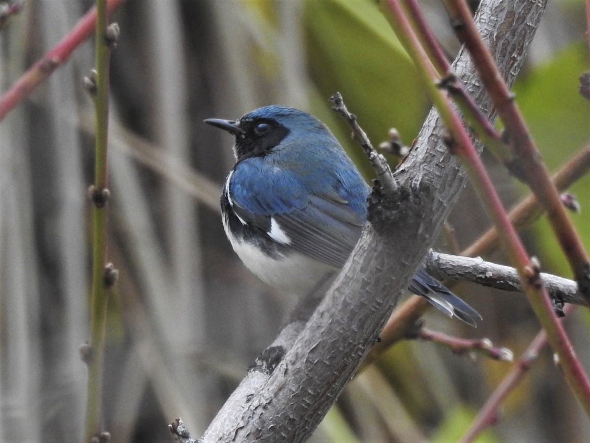 Black-throated Blue Warbler - ML386756401