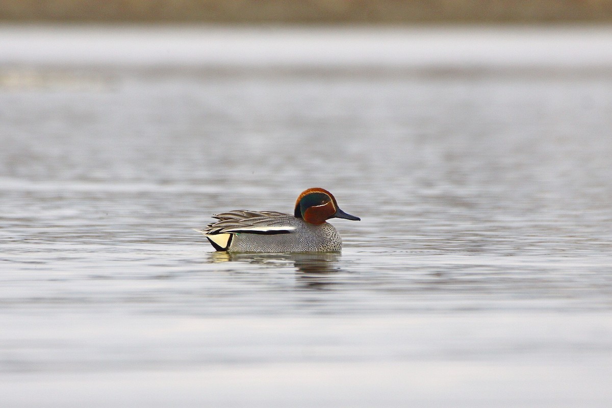Green-winged Teal - ML386756531