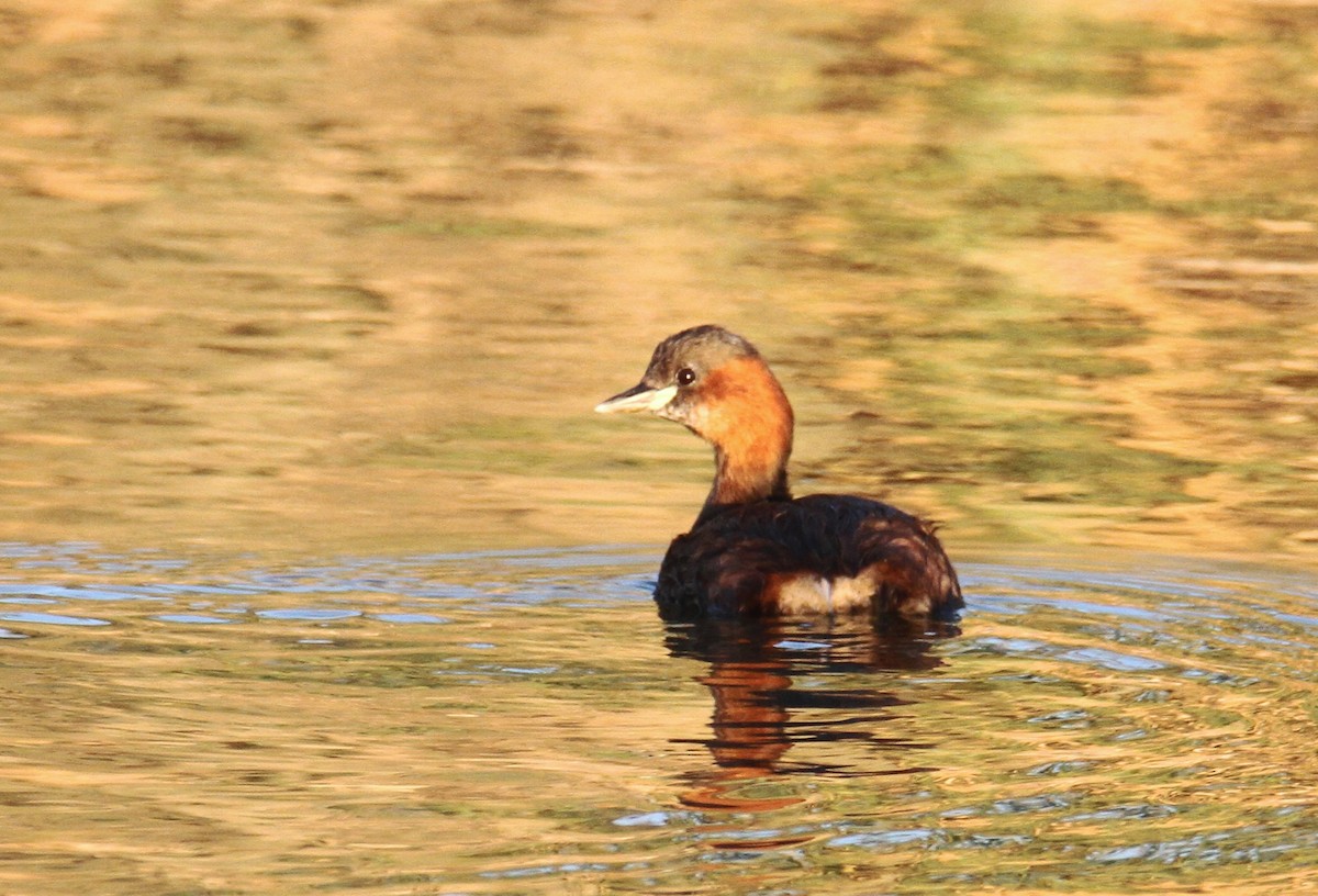 Little Grebe - ML386758161