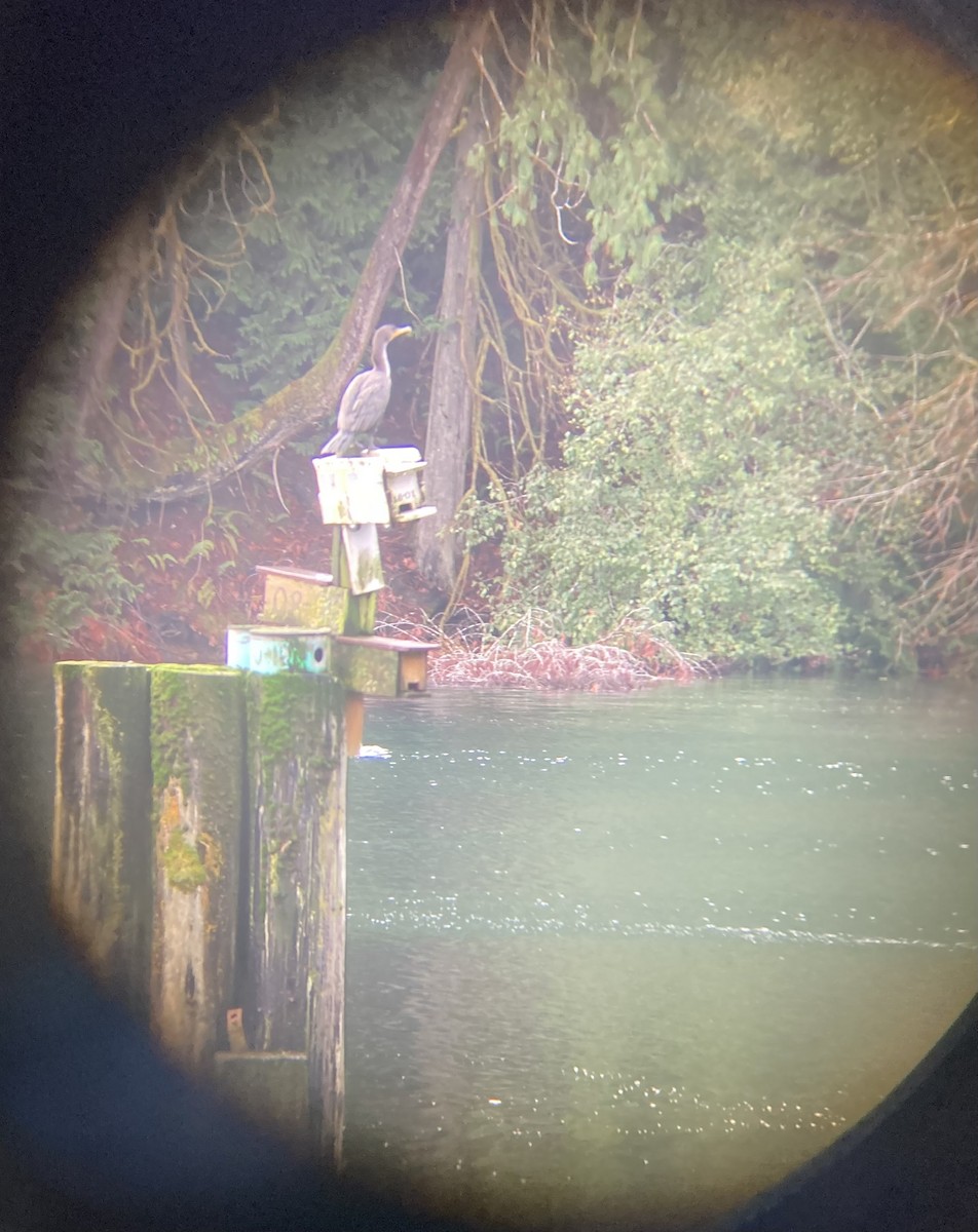 Double-crested Cormorant - ML386759401