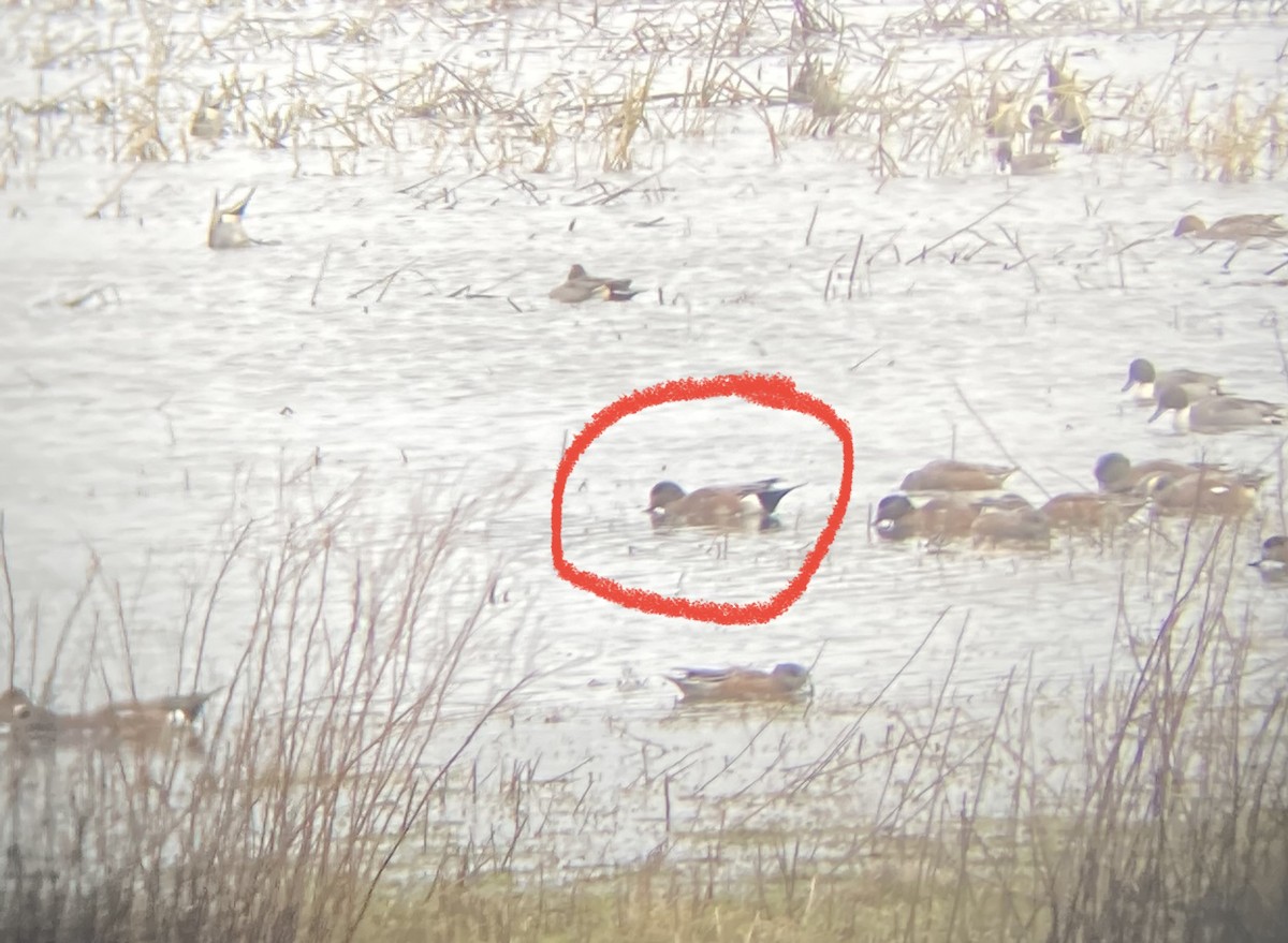 American Wigeon - ML386759641