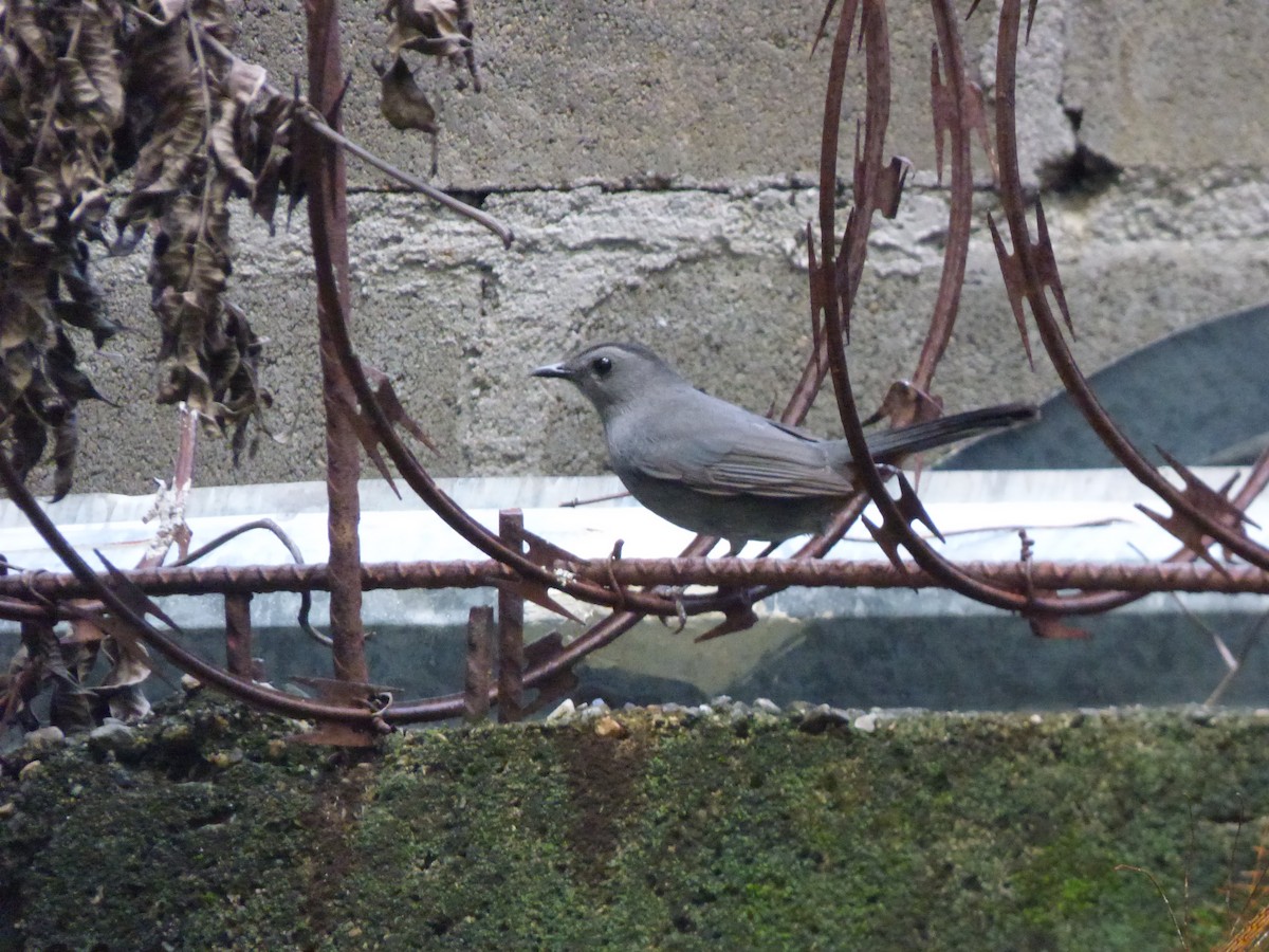 Gray Catbird - ML386759861