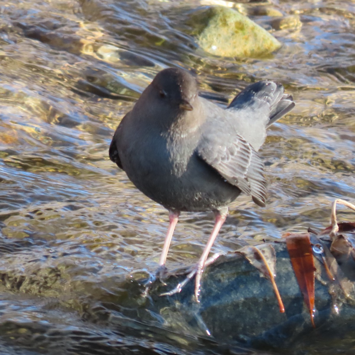 American Dipper - ML386760881