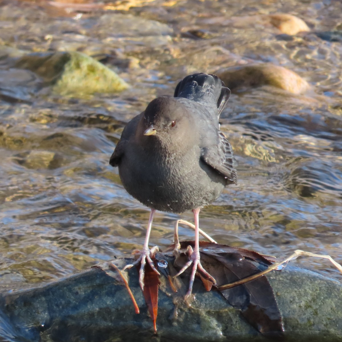 American Dipper - ML386760901