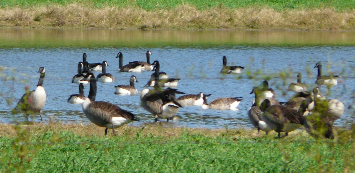 Canada Goose - ML386760951