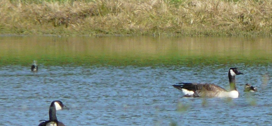 Canada Goose - Sean McCool