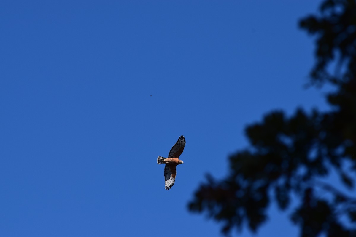 Red-shouldered Hawk - ML38676131