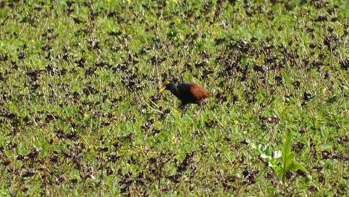 Northern Jacana - María Fernanda Cruz Jiménez