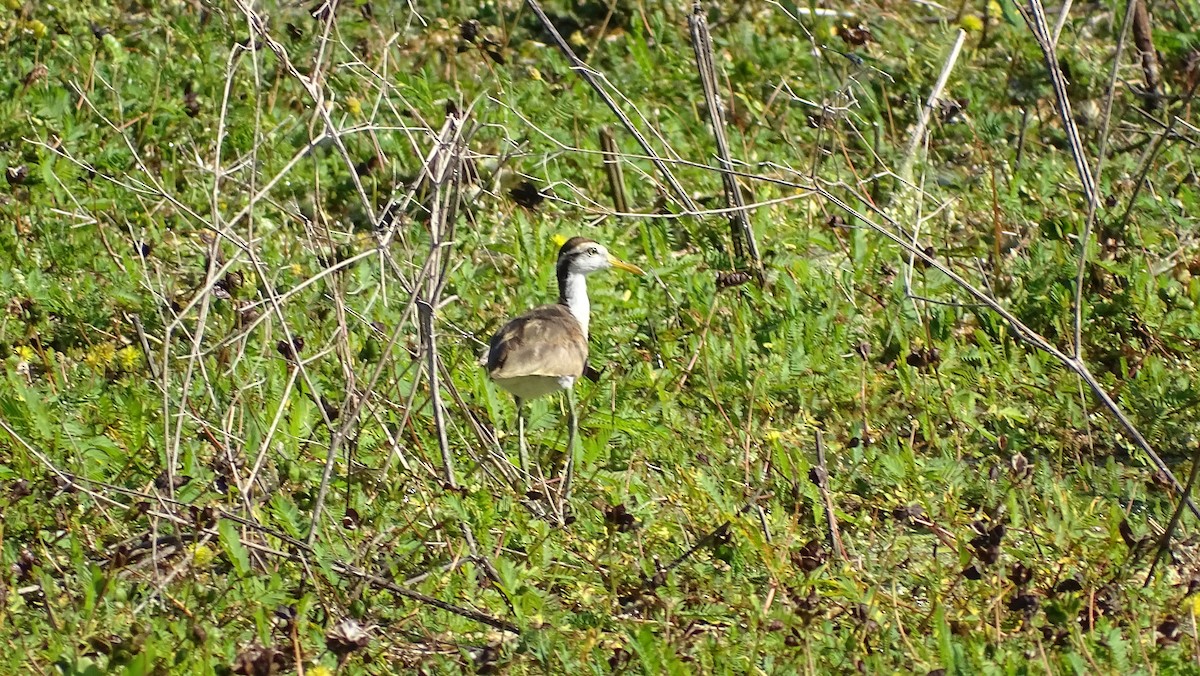 Northern Jacana - María Fernanda Cruz Jiménez