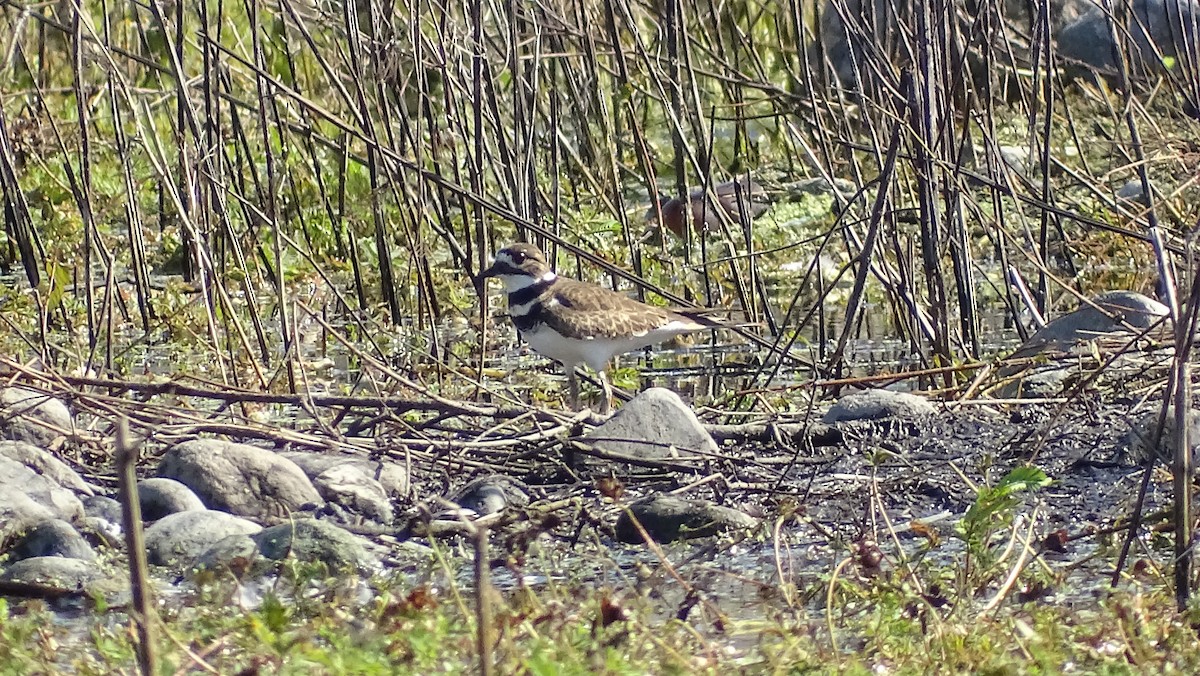 Killdeer - ML386761811