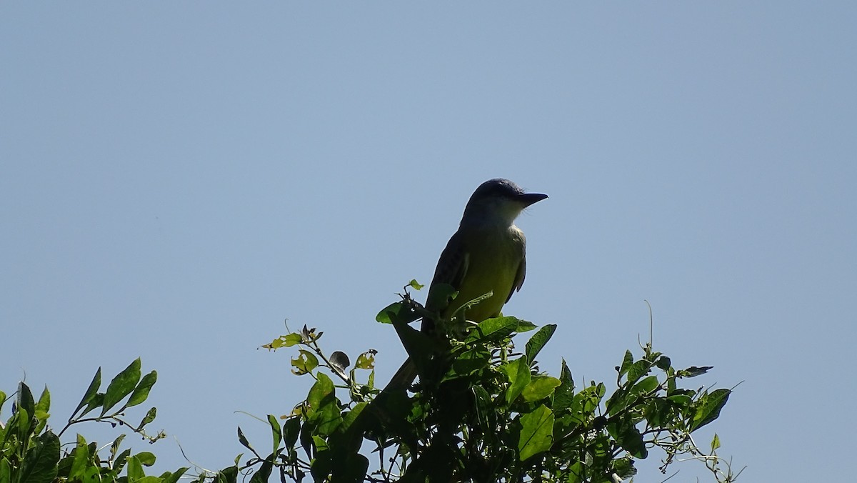 new world flycatcher sp. - María Fernanda Cruz Jiménez