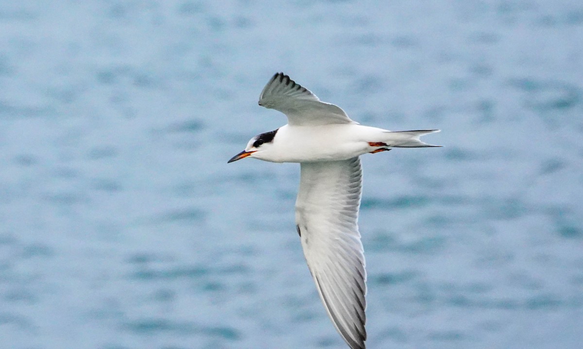 Common Tern - Gale VerHague
