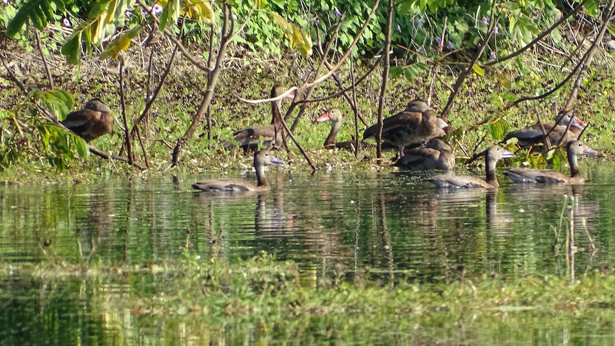 Black-bellied Whistling-Duck - ML386765831