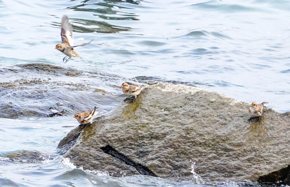 Snow Bunting - Gale VerHague