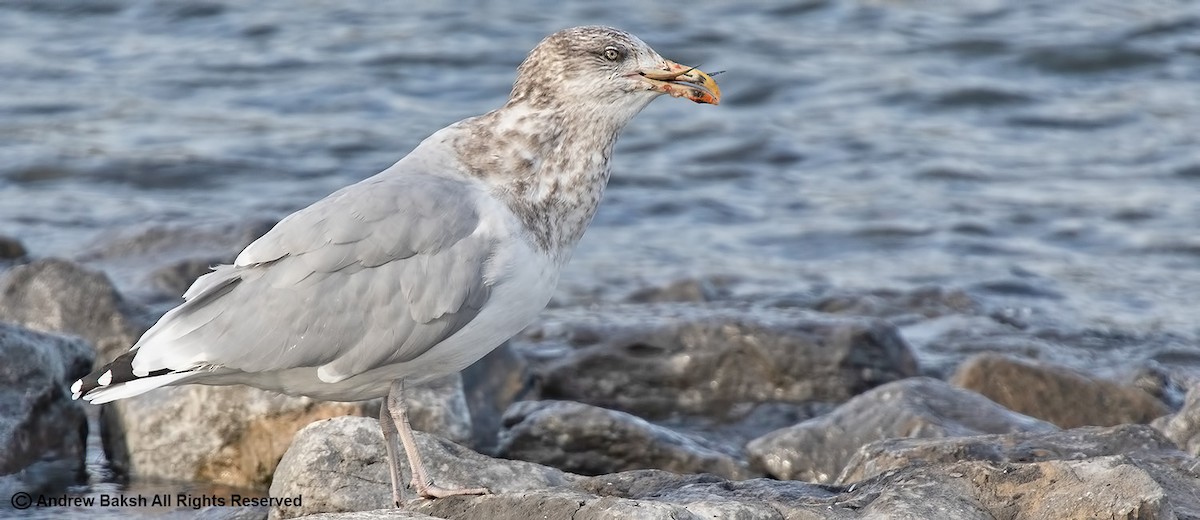 Herring Gull - ML386766131