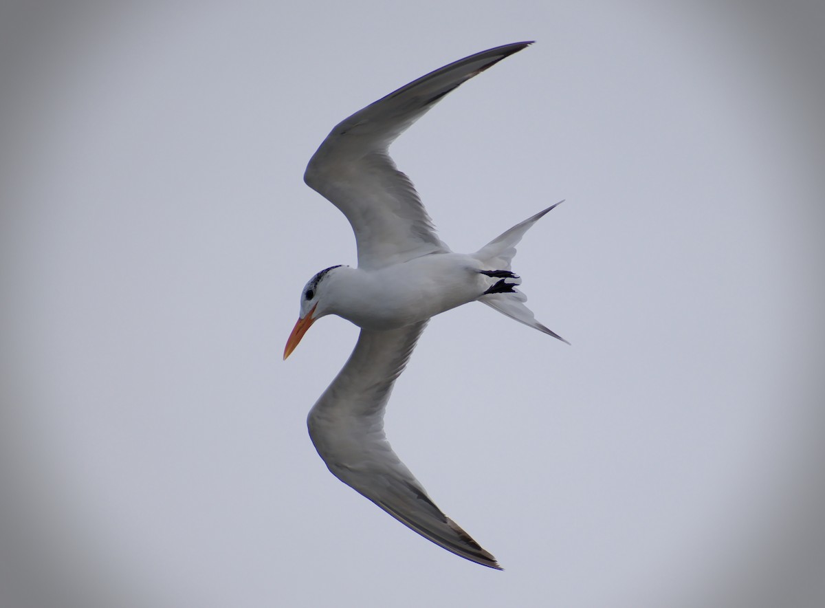 Royal Tern - Carter Strope