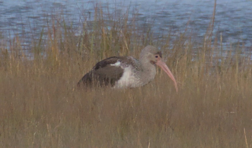 Ibis blanc - ML386767041