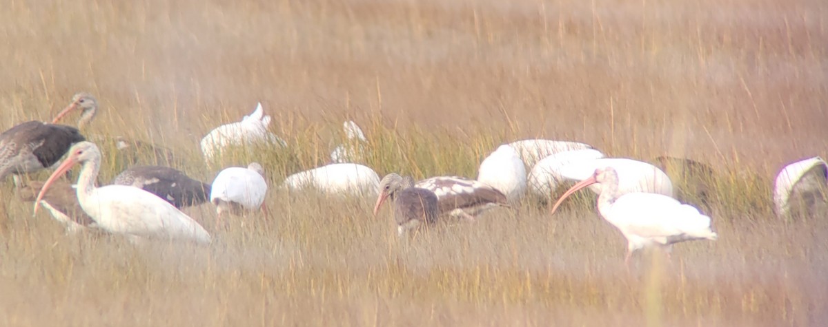 Ibis blanc - ML386767431