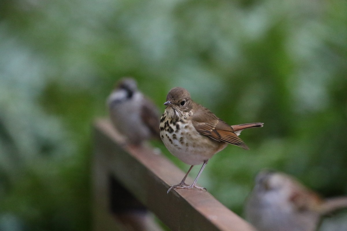 Hermit Thrush - ML386770561