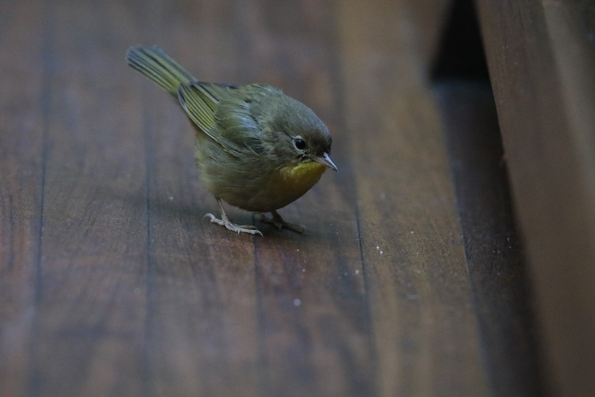 Common Yellowthroat - ML386770991