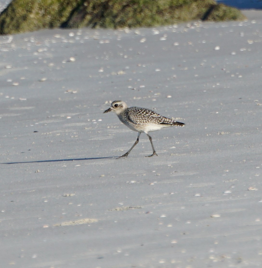 Black-bellied Plover - ML386773131