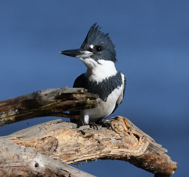 Belted Kingfisher - Paul Nielson