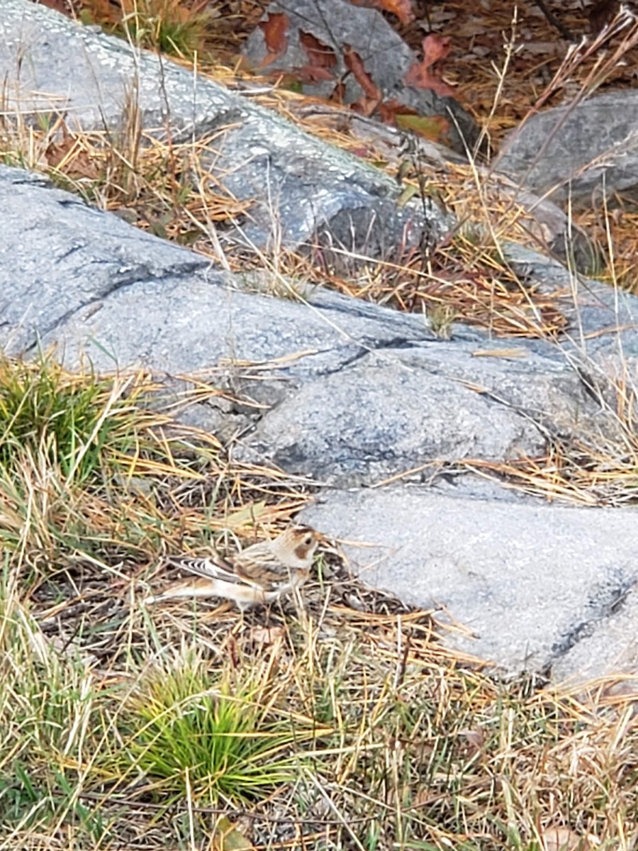 Snow Bunting - ML386774241