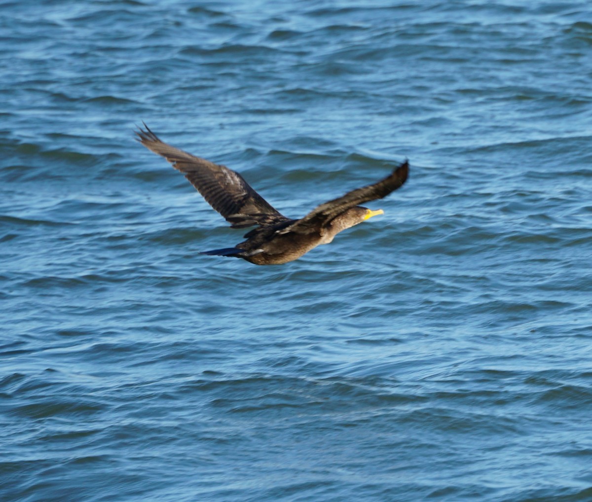 Double-crested Cormorant - Cindy & Gene Cunningham